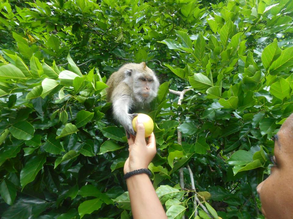 Feeding a Macaque