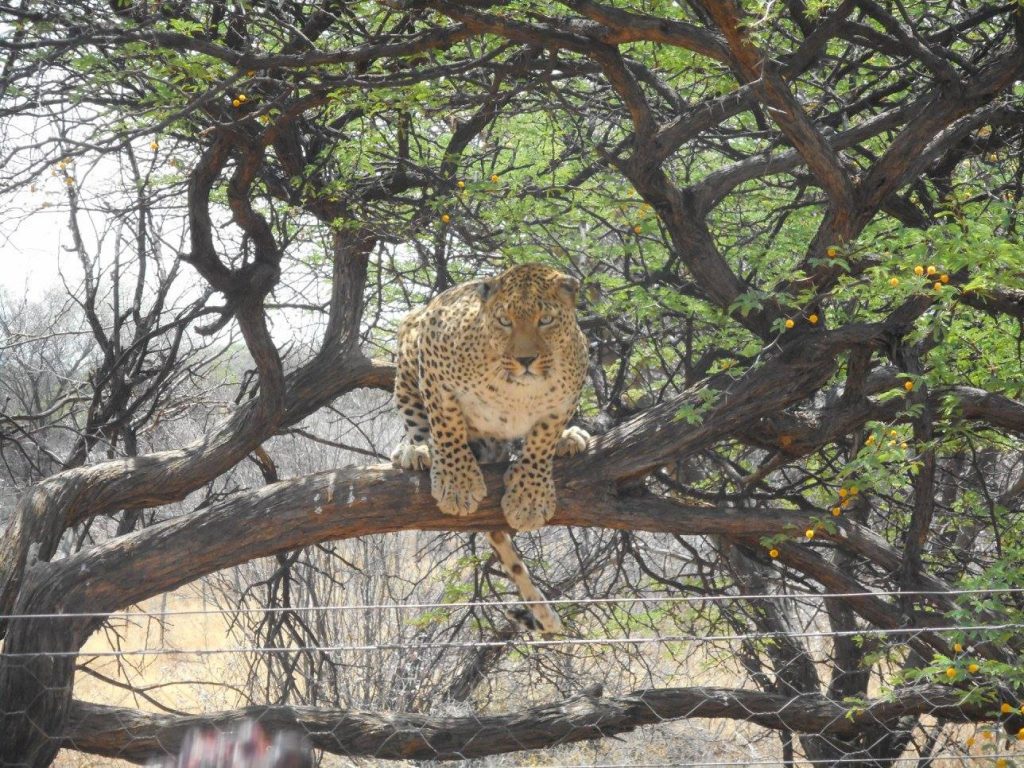 Beautiful Leopard giving us the death stare