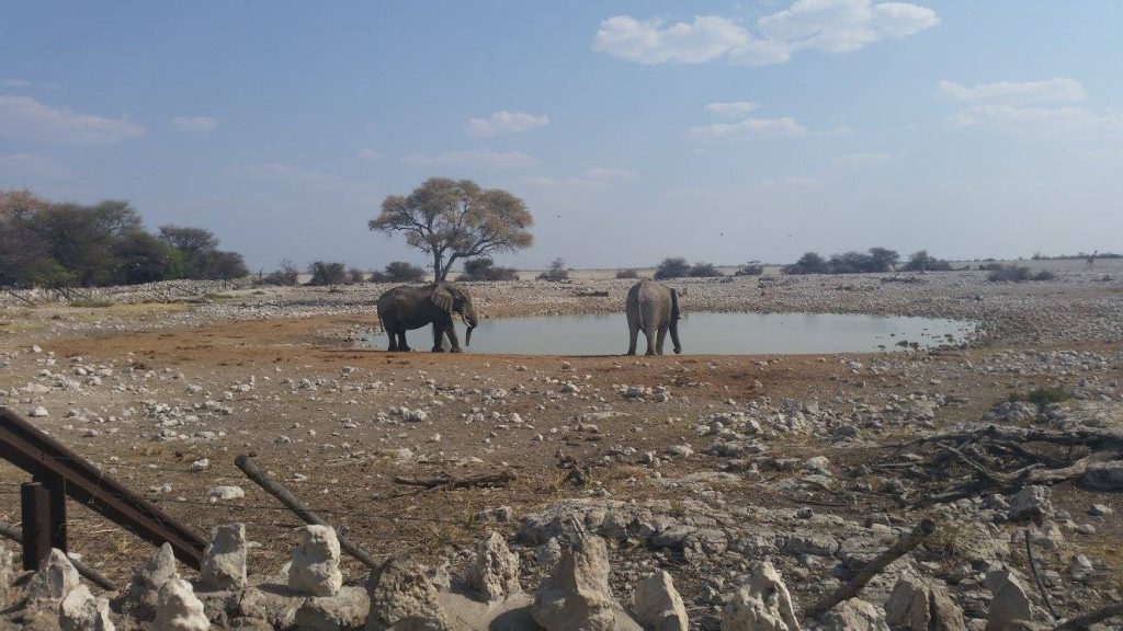 Elephants at Etosha