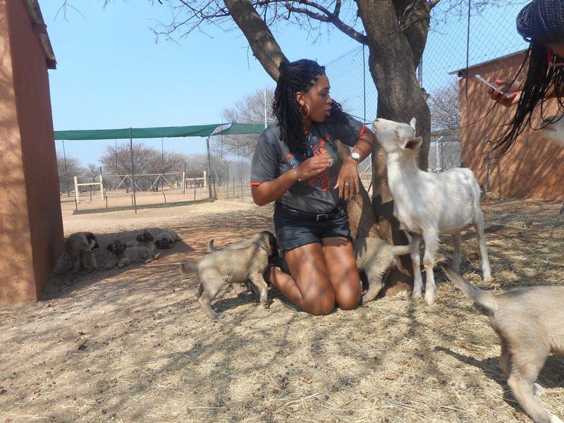 Ever had a goat try to eat your hair?