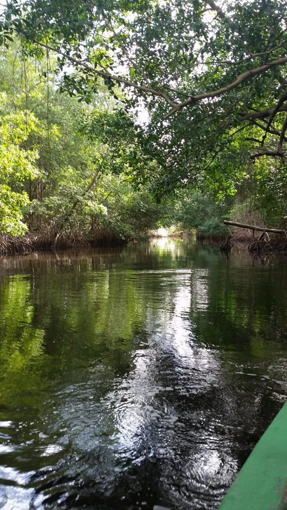 Caroni Swamp